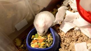 preview picture of video 'Flash the Winter White Dwarf Hamster Pro'