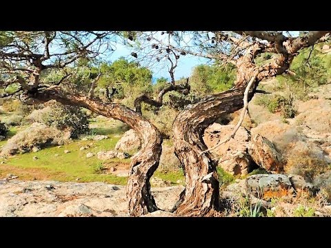 Pine Tree Υamadori Hunting Vol. 4 - Bonsai Inspiration From Nature