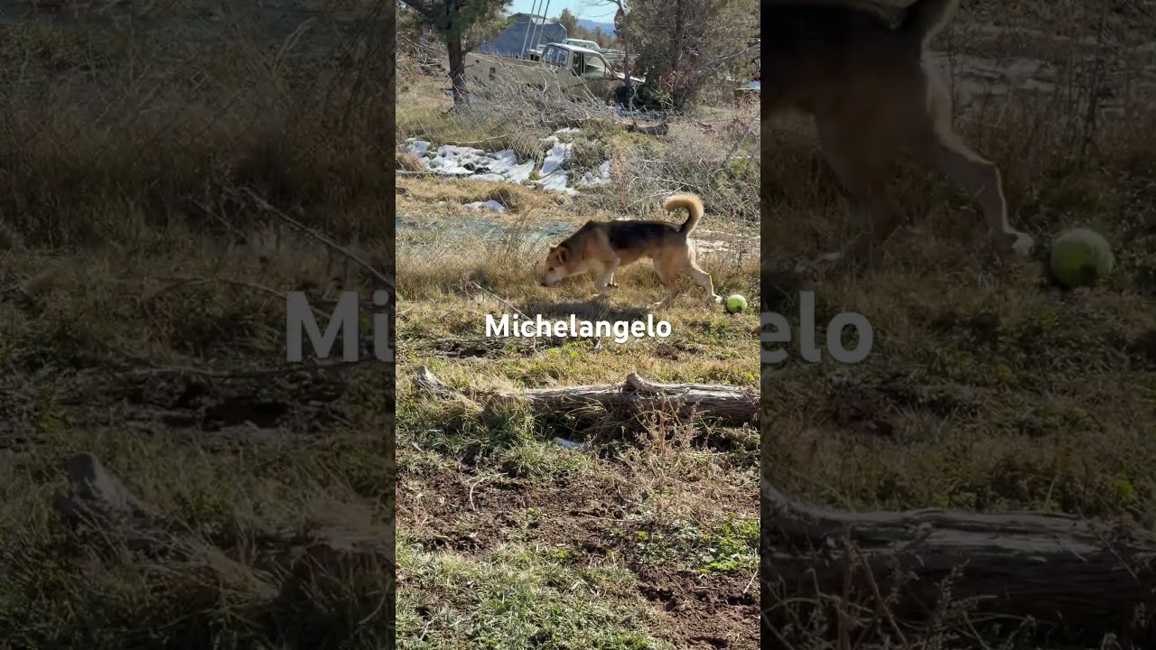 Michaelangelo, a Adoptable mixed breed in Durango, CO video 3/3