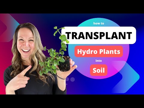 Transplanting Hydroponic Plants Into Soil 🌱💧