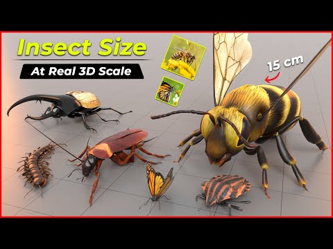 Insect Size Comparison (3D Real Scale) | Size Comparison | Insect Size