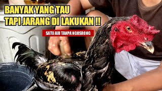Download lagu Memperbaiki nafas ayam muda | Perawatan ayam muda tanpa menggunakan jamu mp3