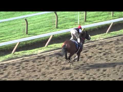 Wicked Strong breezes August 16 at Saratoga