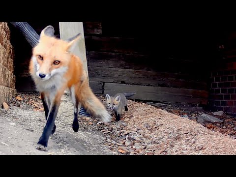 Fox Calls Pup Out of the Den