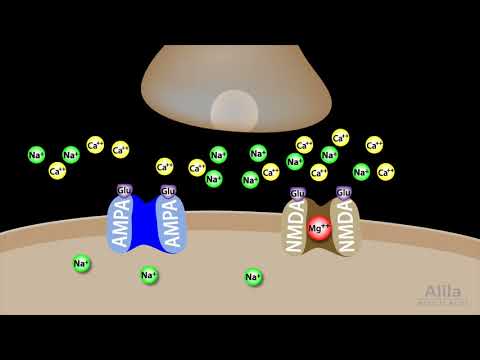 Il Potenziamento a Lungo Termine