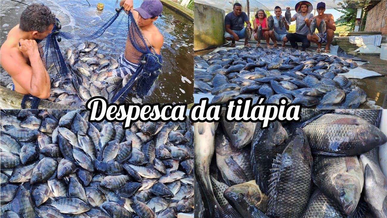 CRIAR TILÁPIAS DÁ LUCRO? //primeira despesca em nossa criação em tanques de cimento
