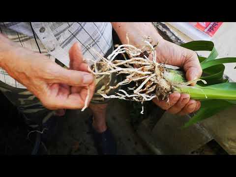 rinvaso e divisione orchidee simpodiali tutorial