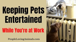 Keeping Pets Entertained While at Work | Keep Dog Entertained | Keep Cat Entertained While at Work