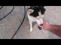 Huskies Trying Dog Shoes for the First Time! (Funny Dogs) thumbnail 3