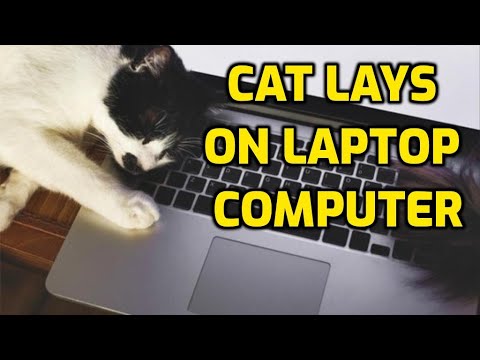 Why Do Cats Sleep On Laptops And Computers?