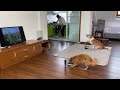 Good Day Dog Edition Double Dog Sing Good Day Dogs Can Understand Human Words Dramatic Dog
