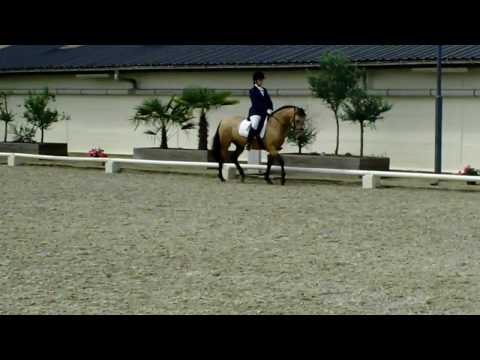 buckskin dressage kur