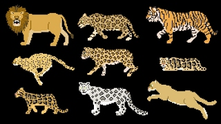 Big Cats - Animals Series - Lion, Tiger - The Kids&#39; Picture Show (Fun &amp; Educational Learning Video)