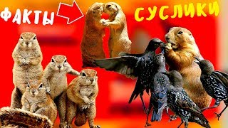 Суслики - зверьки про которых вы много не знали