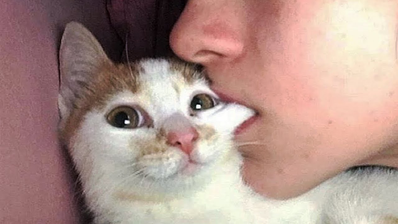 おかしい猫 - かわいい猫 - おもしろ猫動画 HD #257