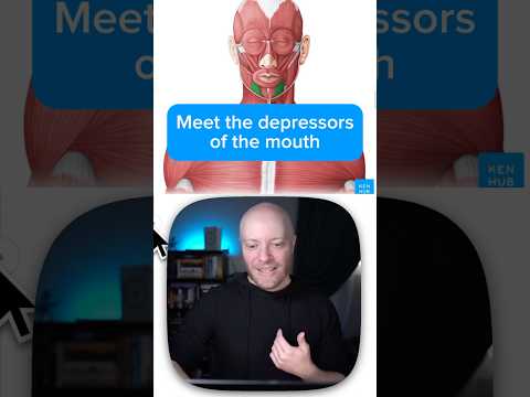 Anatomie & Behandlungswissen Videos – Interaktives Nachschlagewerk für Physio, Massage, Therapie 36 Meet the depressors of the mouth