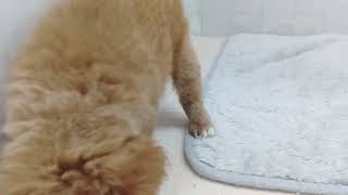 ハーフ犬の動画01