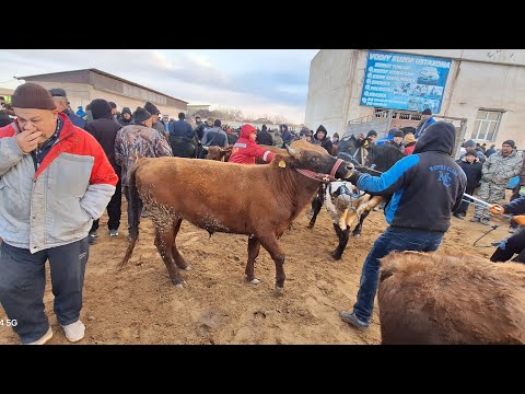 ХАЗОРАСП МОЛ БОЗОРИ ЯНГИ НАРХИ 1-МАРТ 2026-ЙИЛ !!! ХОРАЗМ ОБЗОР 