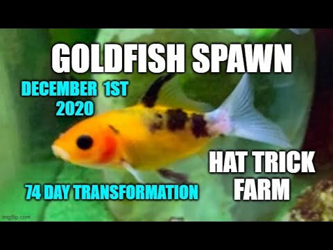 💛#SHUBUNKIN AND #COMET GOLDFISH BREEDING 💛 GOLDFISH BABIES | #SPAWNING GOLDFISH 💠HAT TRICK FARM💠