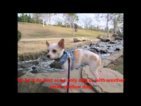 Eddie, an adopted Chihuahua in Toluca Lake, CA_image-1