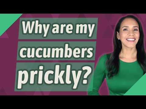 Why are my cucumbers prickly?