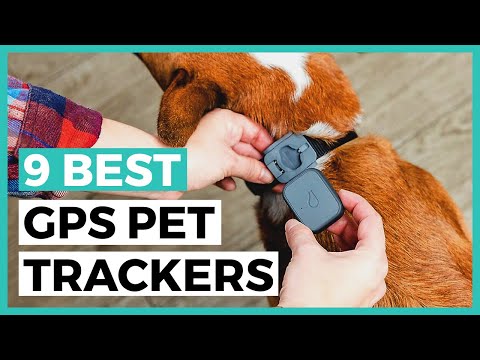 Best Gps Pet Trackers in 2021 - How to Choose a Tracker to Keep an Eye on your Pet?