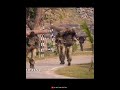 Para SF Commando Training New Status Para Commando Short Status