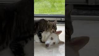 Cat and dog bestie 🐾  #cat #dog #rescuecat #pomsky #catanddog #犬と猫 #にゃんプロ #ポンスキー #かわいい猫
