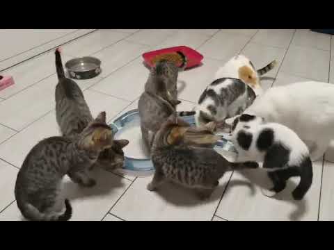 Rasselbande Arely Kiki Raffaelo Diamond und Tigerbuben (Dez 24)