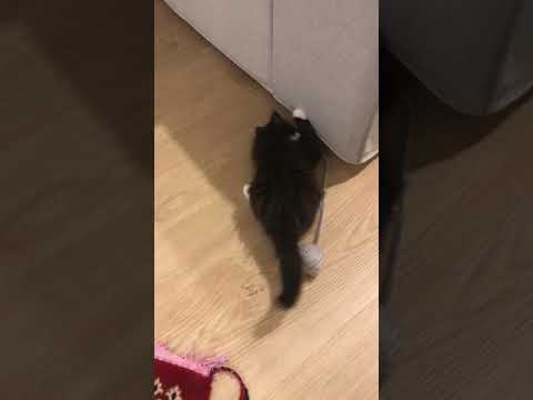 As quickly as possible, this is my kitten policy !