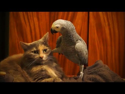 Perroquets mignons perroquets mignons moments drôles (complet) [animaux drôles]