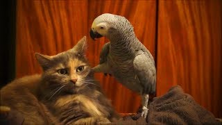 Perroquets mignons perroquets mignons moments drôles (complet) [animaux drôles]