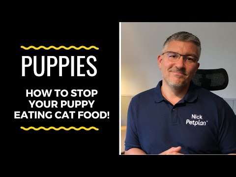 How to Stop Your Puppy Eating Cat Food!