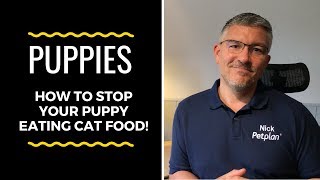 How to Stop Your Puppy Eating Cat Food!
