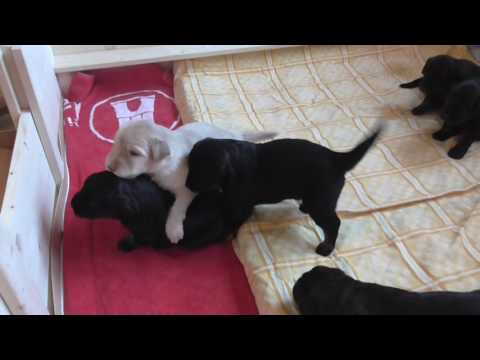 Aktive Hovis 3 Wo alt