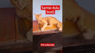 Download lagu kucing lagi santai #kucing #santai #shortsfeed #shortsvideo #short mp3
