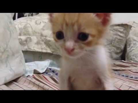 Small cats very funny