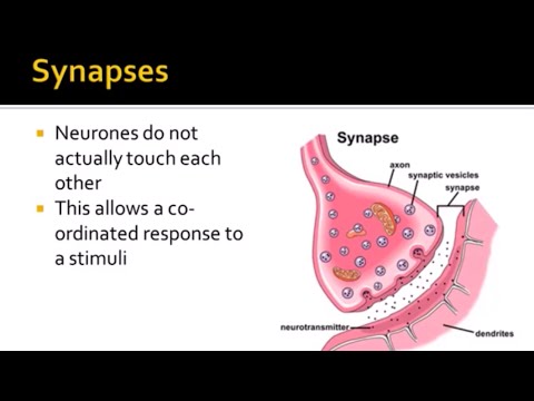 Nervous System Part 3 - Synapses (A-Level Biology)