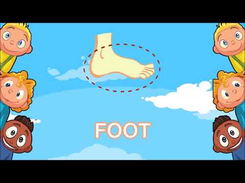 اجزاء القدم بالانجليزي Parts of the foot in English