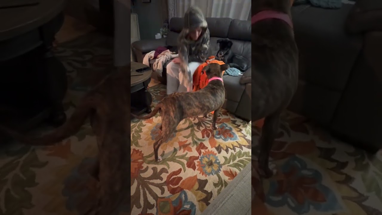 Manda, a Adoptable Mixed Breed in Glenfield, NY video 6/6