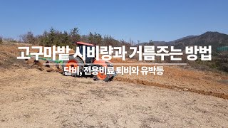 고구마밭시비량 거름주는방법