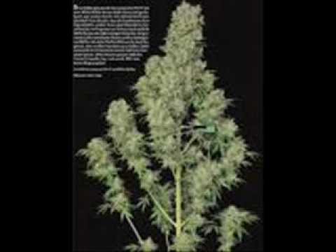 boniu moje flow to mój haj