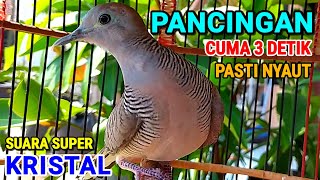 Download lagu Burung Perkutut Lokal Gacor Suara Kristal Pancingan Paling Ampuh Agar Burung Perkutut Cepat Bunyi  mp3