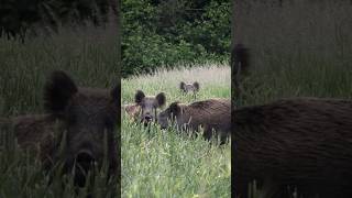 😲Sauen anpirschen – so nah, dass man sie greifen kann🐗 #sauen #wildschwein #keiler #jagd #wildboar
