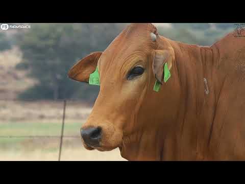 Proven, trusted, quality, genetics you can rely on - Vastrap Female line-up