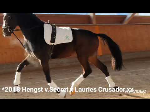 SOLD: SAILORMAN *2018 Old Stallion by Secret-Lauries Crusador xx