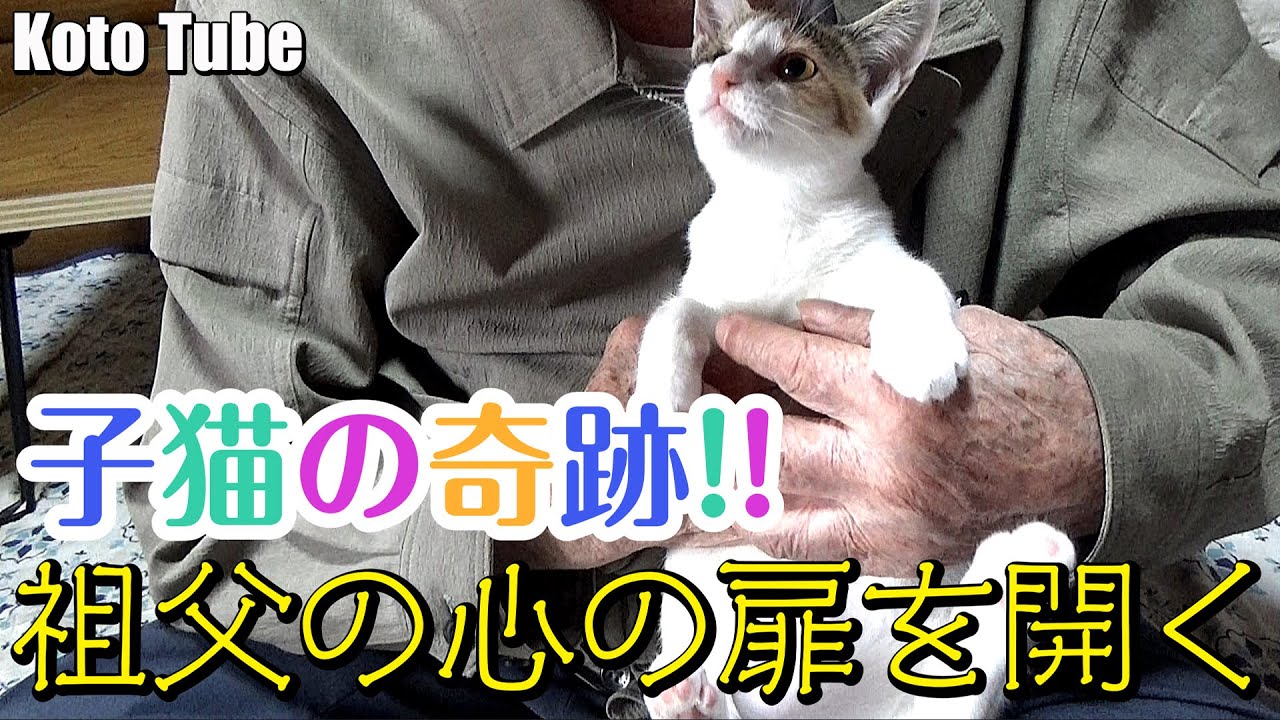 我が家の奇跡！一匹の保護した野良子猫が、大のネコ嫌いだった91歳の祖父の心を開いた時！