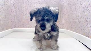 ハーフ犬の動画01