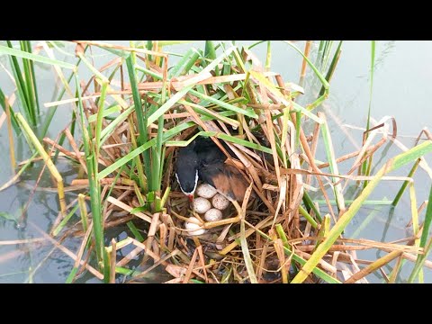It's Raining Until All Bird Eggs Floating in Water! (2) – Mother Tries Her Best to Fix the Nest E199