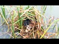 It S Raining Until All Bird Eggs Floating In Water 2 Mother Tries Her Best To Fix The Nest E199